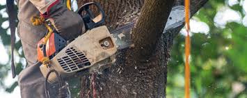 Best Tree Trimming and Pruning  in Kiel, WI