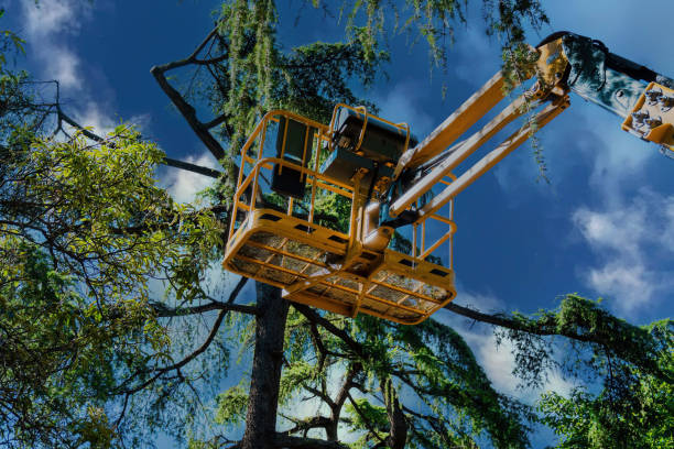 Trusted Kiel, WI Tree Removal Experts